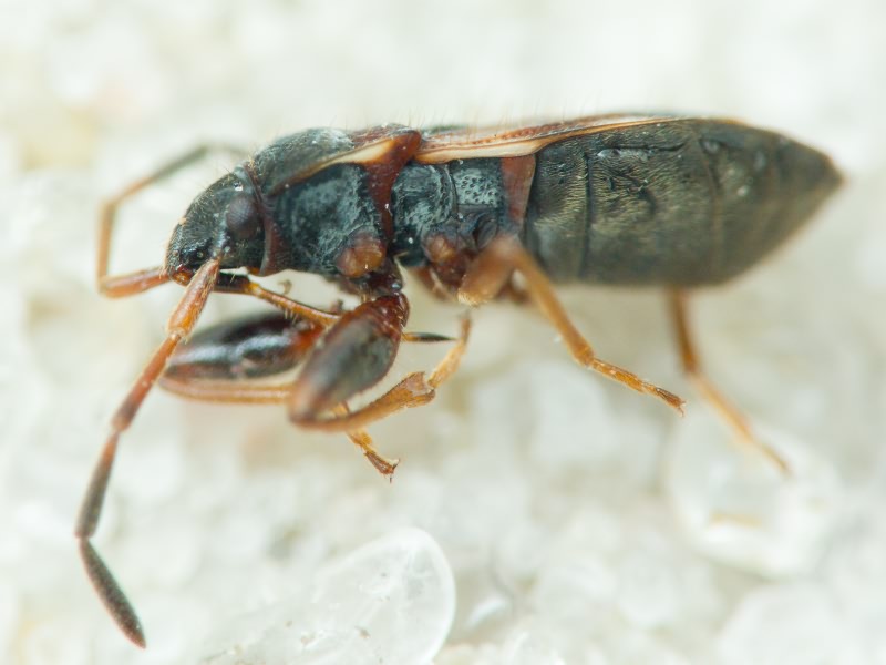Scolopostethus pilosus Reuter, 1875